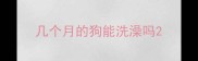 几个月的狗能洗澡吗