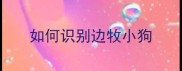 如何识别边牧小狗
