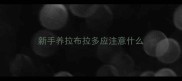 新手养拉布拉多应注意什么