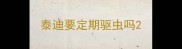 泰迪要定期驱虫吗