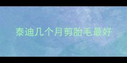 泰迪几个月剪胎毛最好