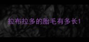 拉布拉多的胎毛有多长