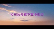 拉布拉多算不算中型犬