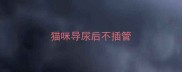 猫咪导尿后不插管