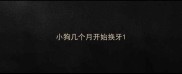 小狗几个月开始换牙