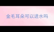 金毛耳朵可以进水吗