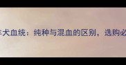边境牧羊犬血统纯种与混血的区别选购必看指南