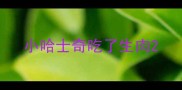 小哈士奇吃了生肉