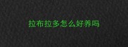 拉布拉多怎么好养吗