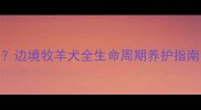 边牧犬能活多久边境牧羊犬全生命周期养护指南附成长阶段表