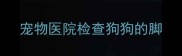 宠物医院检查狗狗的脚