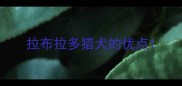 拉布拉多猎犬的优点