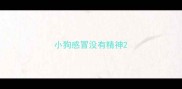 小狗感冒没有精神
