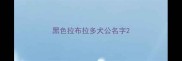 黑色拉布拉多犬公名字