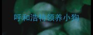 呼和浩特领养小狗