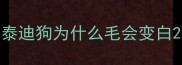 泰迪狗为什么毛会变白