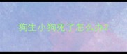 狗生小狗死了怎么办