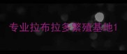 专业拉布拉多繁殖基地