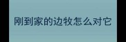 刚到家的边牧怎么对它