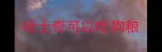 哈士奇可以吃狗粮