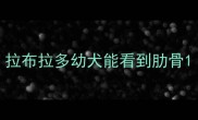 拉布拉多幼犬能看到肋骨