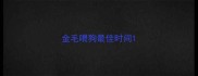 金毛喂狗最佳时间