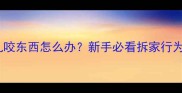 小狗突然乱咬东西怎么办新手必看拆家行为矫正指南