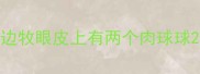 边牧眼皮上有两个肉球球