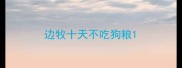 边牧十天不吃狗粮