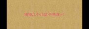 狗狗几个月就不得细小