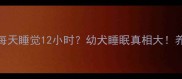 6个月哈士奇每天睡觉12小时幼犬睡眠真相大养宠必看指南