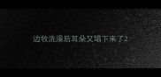 边牧洗澡后耳朵又塌下来了