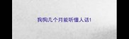 狗狗几个月能听懂人话