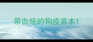 带血统的狗疫苗本
