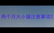 两个月大小猫注意事项