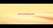 拉布拉多眼睛颜色绿色