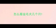 怎么看金毛犬几个月