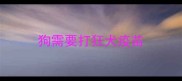 狗需要打狂犬疫苗