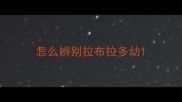 怎么辨别拉布拉多幼