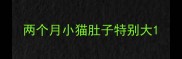 两个月小猫肚子特别大