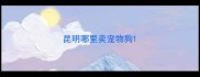 昆明哪里卖宠物狗