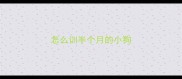 怎么训半个月的小狗