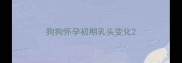 狗狗怀孕初期乳头变化