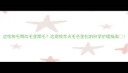 边牧换毛期白毛变黑毛边境牧羊犬毛色变化的科学护理指南