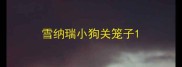 雪纳瑞小狗关笼子