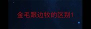 金毛跟边牧的区别