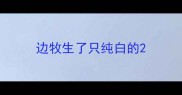 边牧生了只纯白的