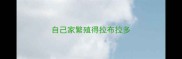 自己家繁殖得拉布拉多