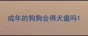 成年的狗狗会得犬瘟吗