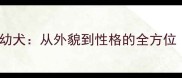 公边牧vs母边牧幼犬从外貌到性格的全方位附选购指南